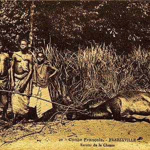 Buffalo Congo Hunt