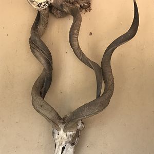 Kudu bulls died while horns locked when fighting