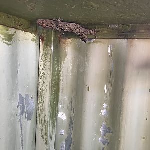 Gecko catching spiders in our hide