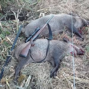 Germany Hunting Boars