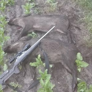 Boar Hunting Germany