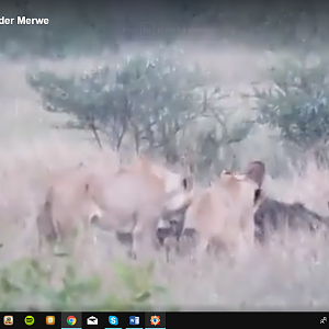 Blue Wildebeest & Lions