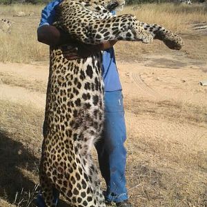 Hunt Leopard in Zimbabwe