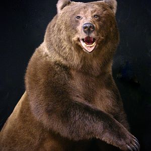 Brown Bear Full Mount Taxidermy