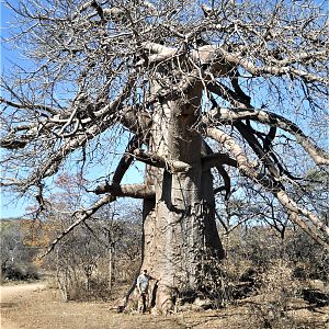 Boabab Tree