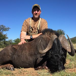 Black Wildebeest Hunting South Africa