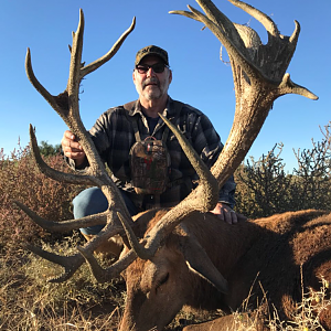 Red Stag Hunting Argentina