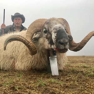 Argentina Hunt Texas Dall Sheep