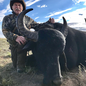 Hunting Water Buffalo in Argentina