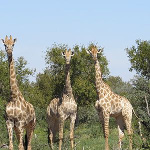 Giraffe South Africa