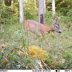 Roe Deer Trail Cam Picture