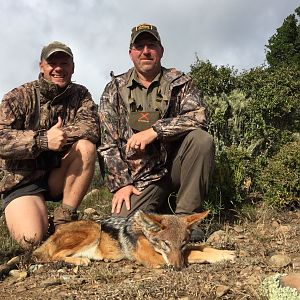 South Africa Hunting Jackal