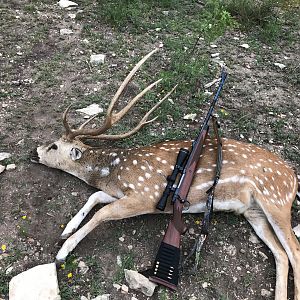 Hunt Axis Deer in USA