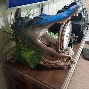 Alligator Taxidermy with clock