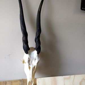 Female Eland European Skull Mount Taxidermy