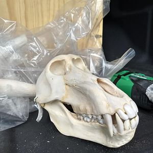 Baboon Skull Mount Taxidermy