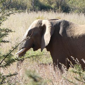 Elephant in South Africa