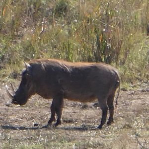 Warthog in South Africa