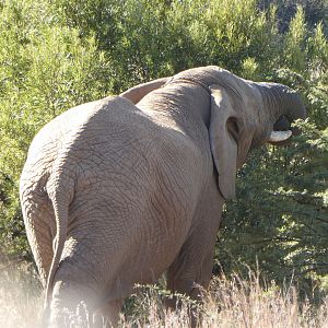 Elephant in South Africa