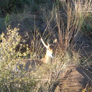 Duiker in South Africa