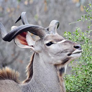 Kudu