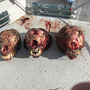 Bear Skulls