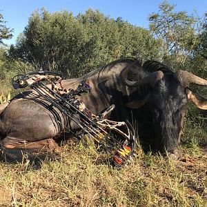Blue Wildebeest Bow Hunting in South Africa