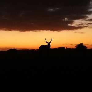 Waterbuck in the sunset South Africa