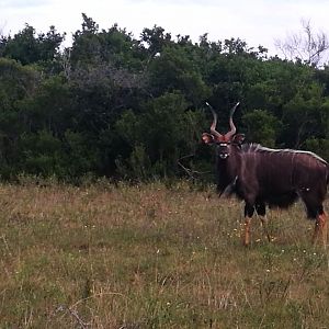 Nyala South Africa