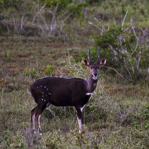 Bushbuck South Africa