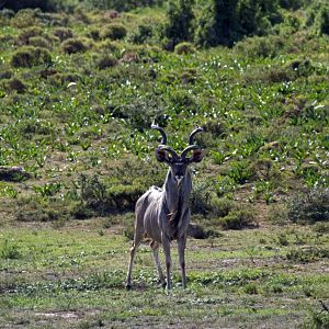 Kudu South Africa