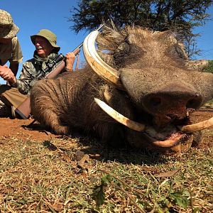 Warthog Hunting South Africa