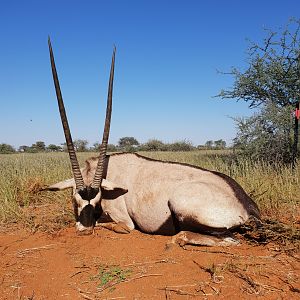 Namibia Hunting Gemsbok