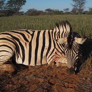 Namibia Hunting Burchell's Plain Zebra