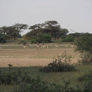 Burchell's Plain Zebra in Namibia