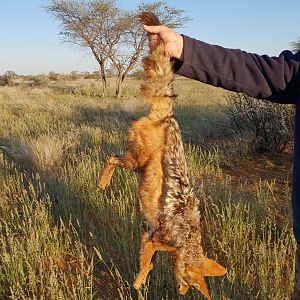 Jackal Hunting in Namibia