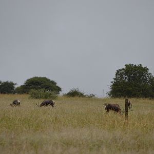 Blesbok South Africa