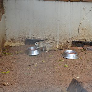 Meerkat South Africa