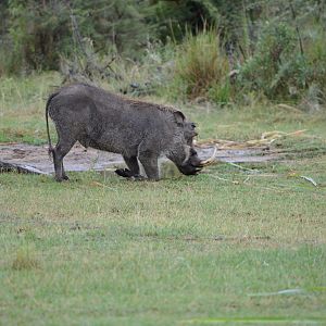 Warthog South Africa