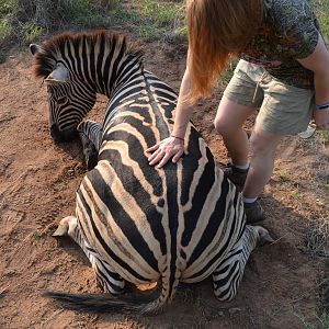 South Africa Hunt Burchell's Plain Zebra