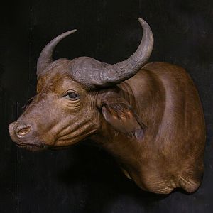 African Forest Buffalo Shoulder Mount Taxidermy