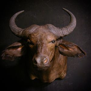 African Forest Buffalo Shoulder Mount Taxidermy