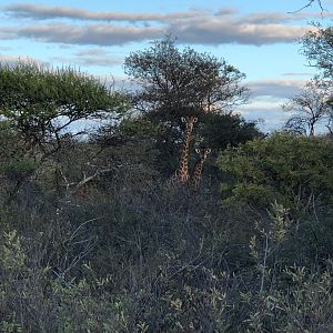 Giraffes South Africa