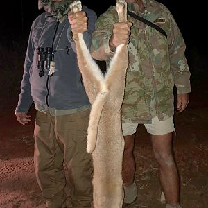 Hunting Caracal South Africa