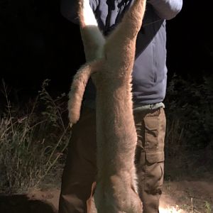 South Africa Hunt Caracal