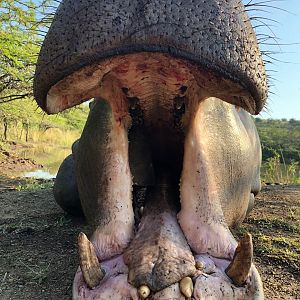 South Africa Hunting Hippo