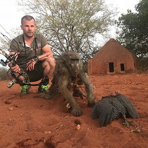 South Africa Bow Hunt Baboon & Guinea Fowl
