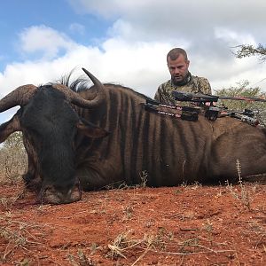 Blue Wildebeest Bow Hunt in South Africa