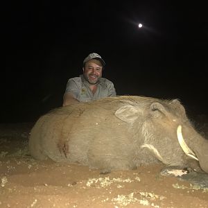 South Africa Hunt Female Warthog