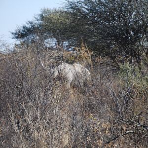 Black Rhino Namibia